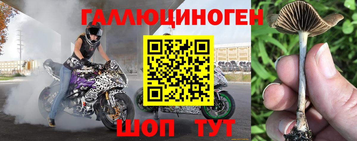 Новоалтайск  купить   Вход с VPN  Галлюциногенные грибы Psilocybine cubensis 